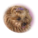 Knyrim Pup, deceased